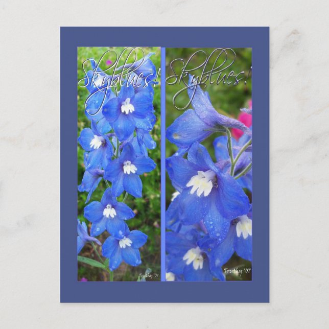 POSTAL SKYBLUES BOOKMARKS (Anverso)