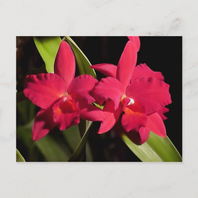 Postal Slc. Madge Fordyce 'Red Orb' AM/AOS (Anverso)