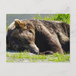 Postal Sleeping Alaska Grizzly Bear