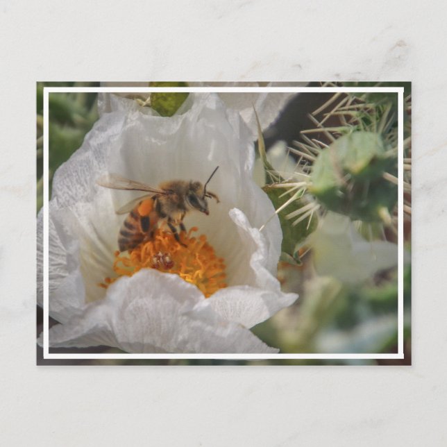 Postal Sleeping Bee (Anverso)