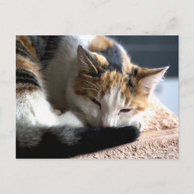 Postal Sleeping Calico (Anverso)