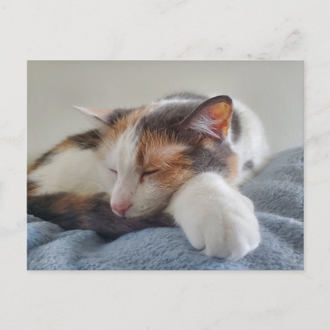 Postal Sleeping Calico (Anverso)
