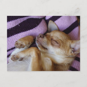 Postal Sleeping Chihuahua