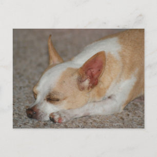 Postal Sleeping Chihuahua