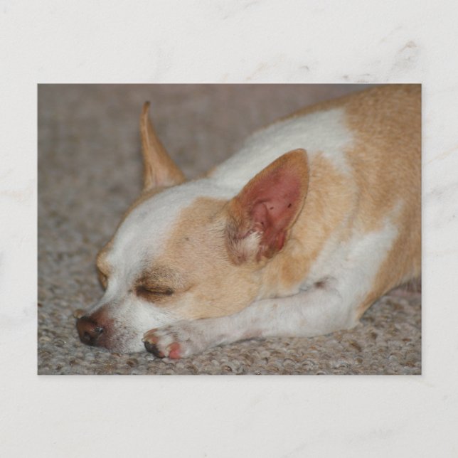 Postal Sleeping Chihuahua (Anverso)