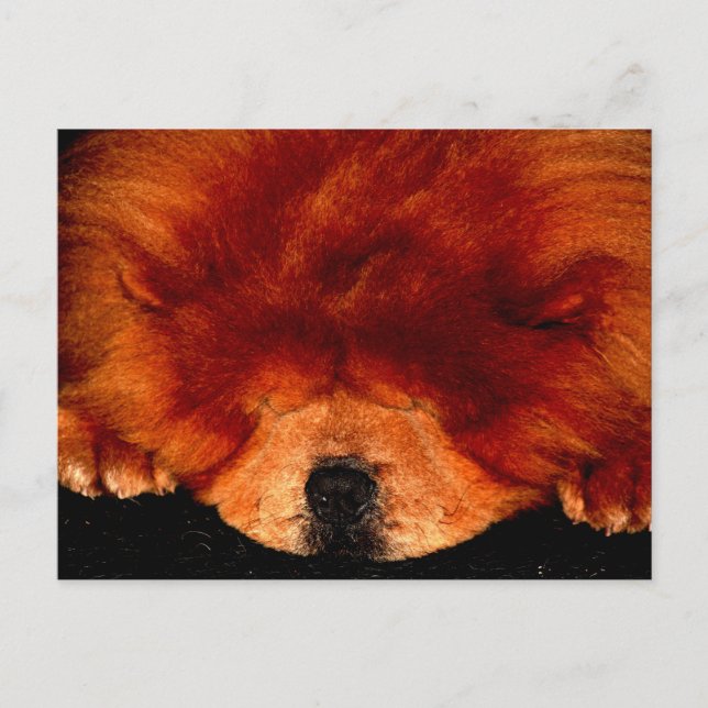 Postal Sleeping Chow Chow pccna (Anverso)