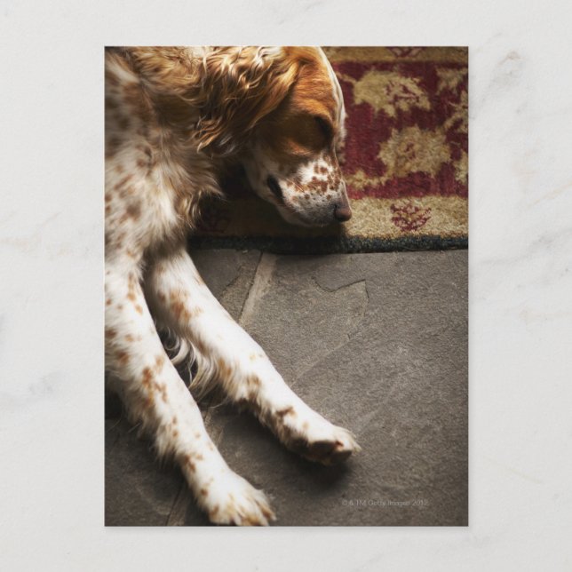 Postal Sleeping Llewelyn setter (Anverso)