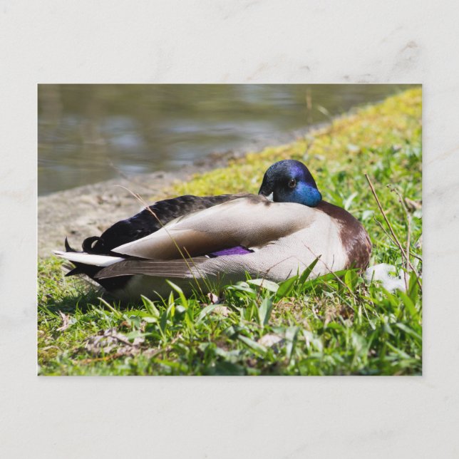Postal Sleeping Mallard (Anverso)