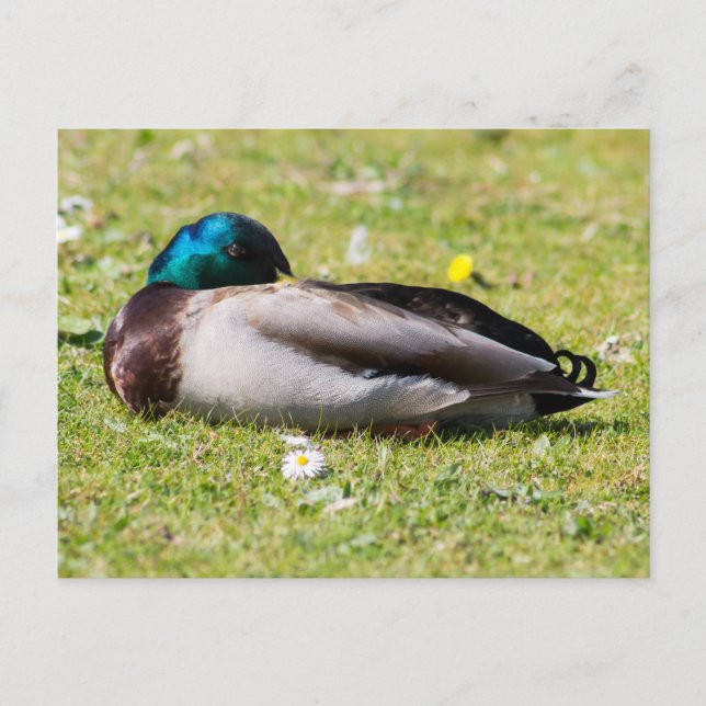 Postal Sleeping Mallard (Anverso)