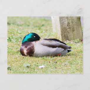 Postal Sleeping Mallard
