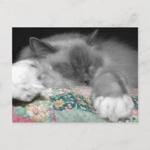 Postal Sleeping Ragdoll