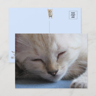 Postal Sleeping Siamese Kitten - Miss Invierno
