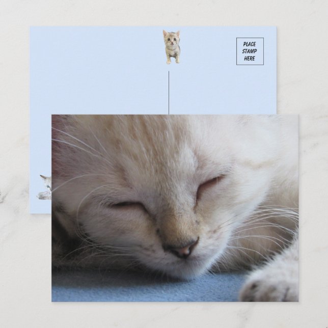 Postal Sleeping Siamese Kitten - Miss Invierno (Anverso / Reverso)