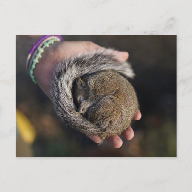 Postal Sleeping Squirrel (Anverso)