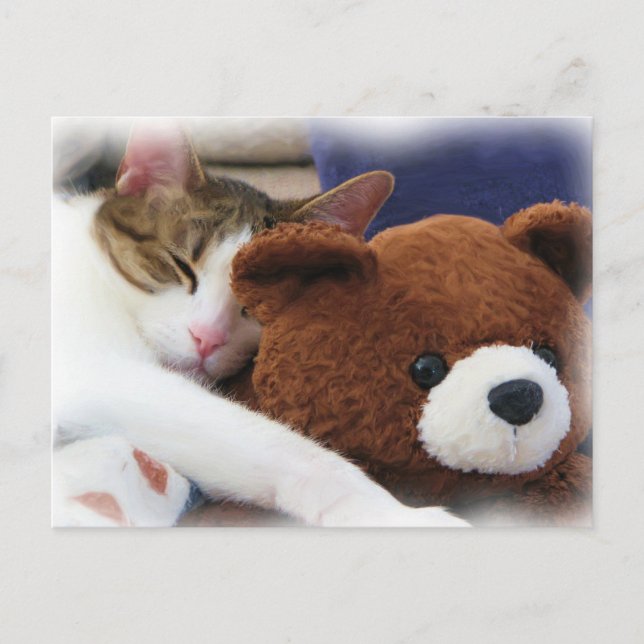Postal Sleeping Tabby Teddy Bear (Anverso)