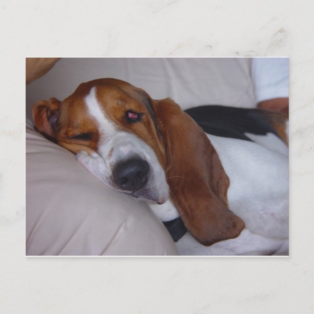 Postal Sleepy Basset Hound (Anverso)