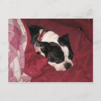 Postal Sleepy Boston Postcard