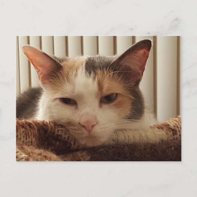Postal Sleepy Calico Cat (Anverso)