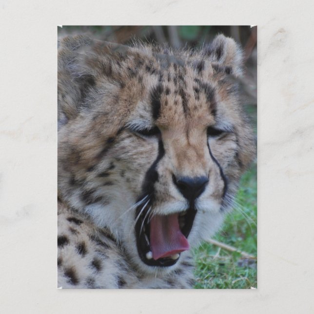 Postal Sleepy Cheetah Cub (Anverso)