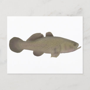Postal Sleepy Cod