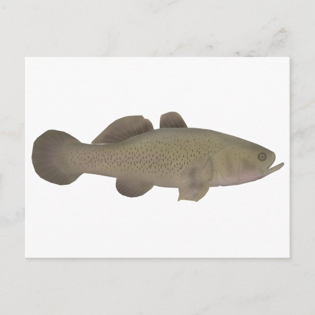 Postal Sleepy Cod (Anverso)