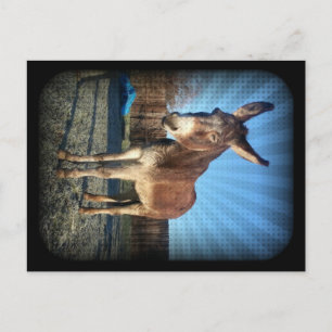 Postal Sleepy Donkey