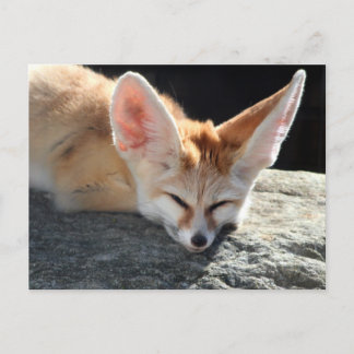 Postal Sleepy Fennec Fox