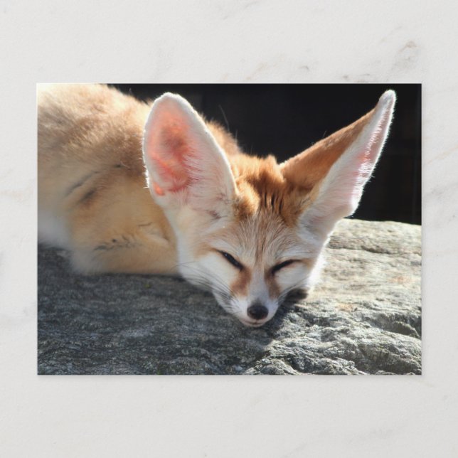 Postal Sleepy Fennec Fox (Anverso)
