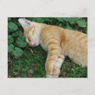 Postal Sleepy Ginger Kitten