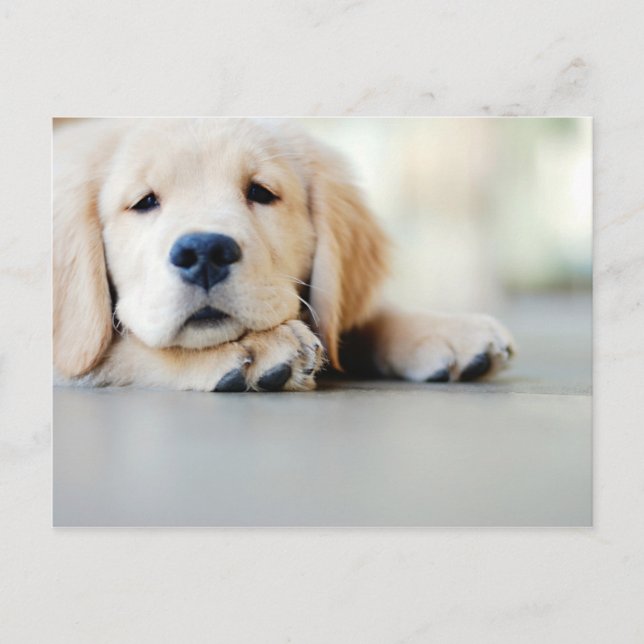 Postal Sleepy Golden Retriever Puppy (Anverso)