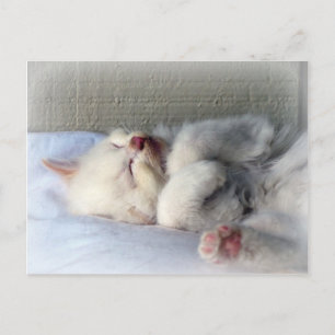 Postal Sleepy Kitten