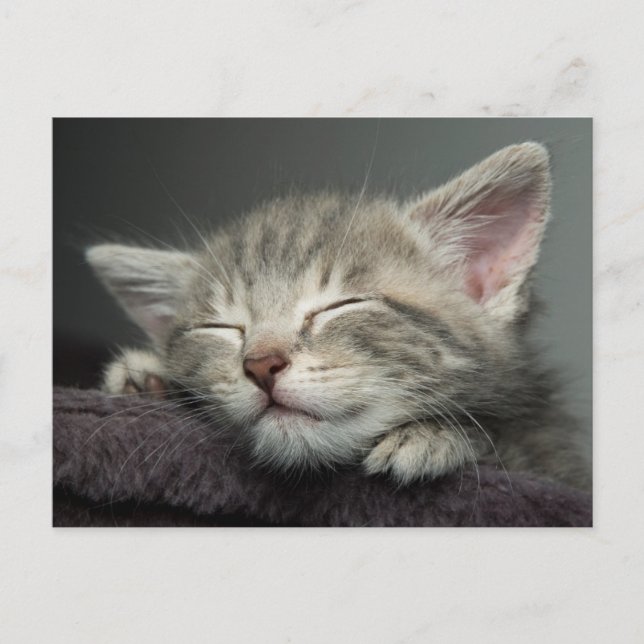 Postal Sleepy Kitten (Anverso)