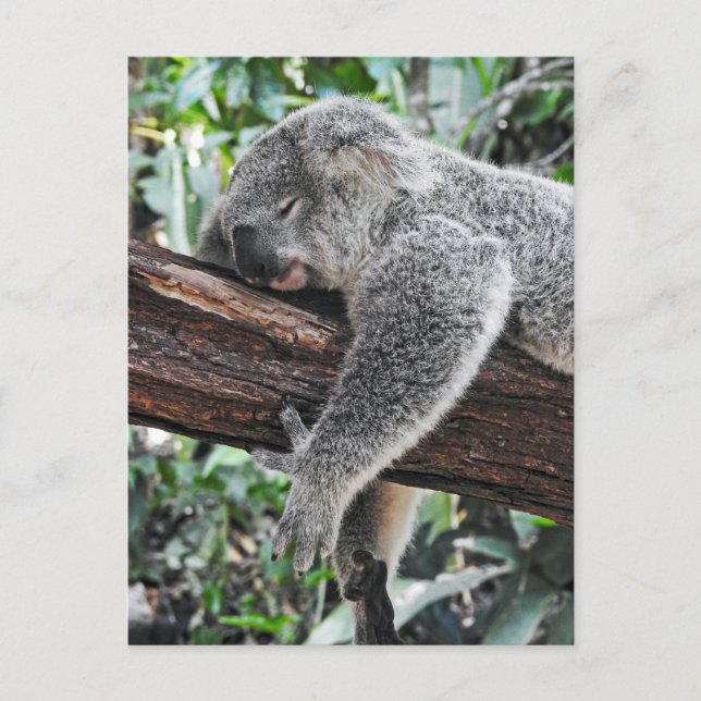 Postal Sleepy Koala (Anverso)