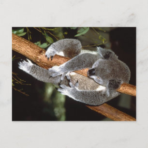 Postal Sleepy Koala