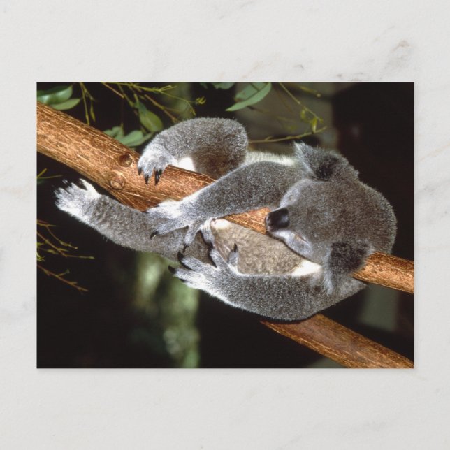 Postal Sleepy Koala (Anverso)