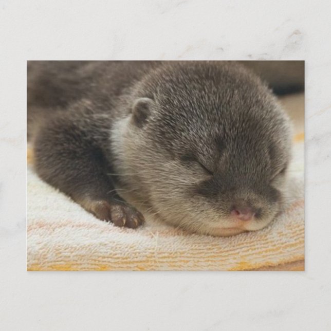 Postal Sleepy Otter (Anverso)