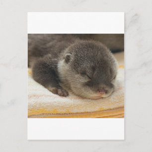 Postal Sleepy Otter