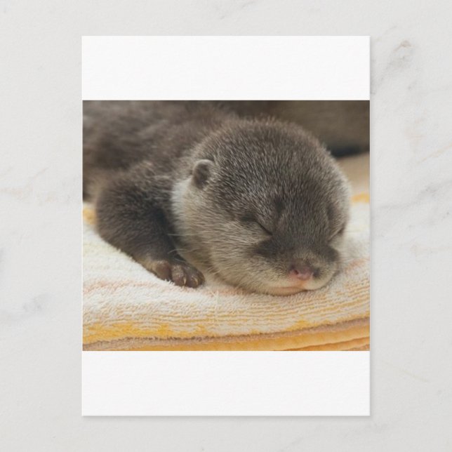 Postal Sleepy Otter (Anverso)