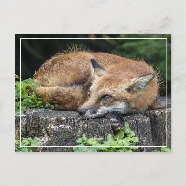 Postal Sleepy Red Fox (Anverso)