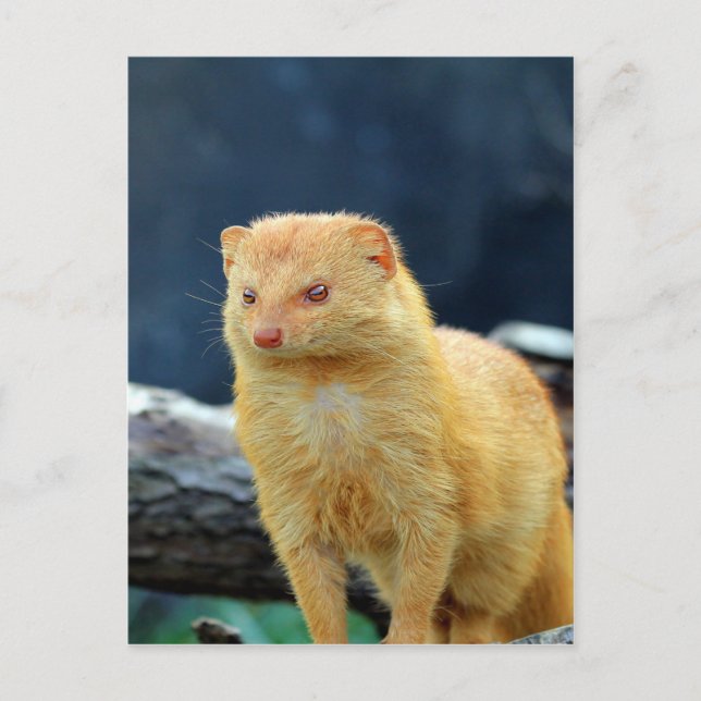Postal Slender Mongoose esperando el amor de mamá (Anverso)