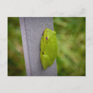Postal Small green tree frog clings to a metal rail.