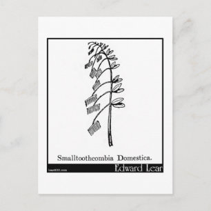 Postal Smalltoothcombia Domestica.