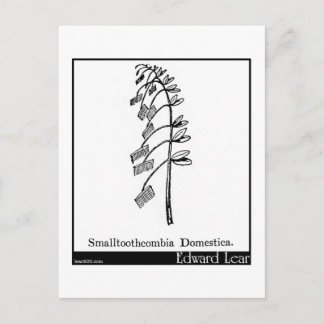 Postal Smalltoothcombia Domestica.