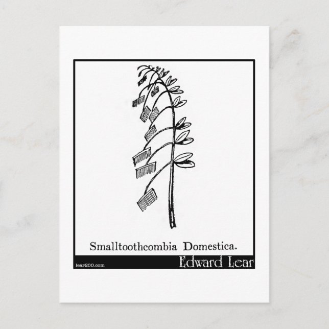 Postal Smalltoothcombia Domestica. (Anverso)