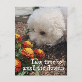 Postal Smell the Flowers