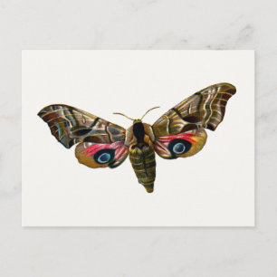 Postal Smerinthus ocellata - Ojos Hawk-Moth - Imagen de c