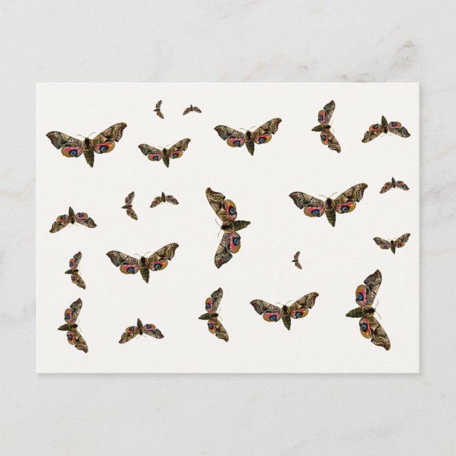Postal Smerinthus ocellata - Ojos Hawk-Moth - Imagen de c (Anverso)