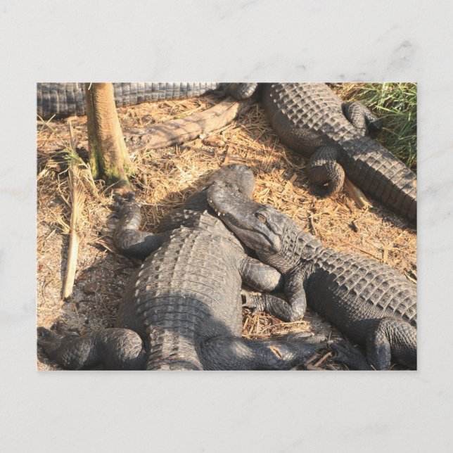 Postal Smilin' Alligator (Anverso)