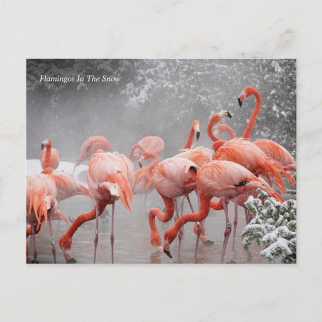 Postal Smithsonian | Flamencos En La Nieve (Anverso)