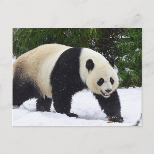 Postal Smithsonian | Pandas Gigantes En La Nieve (Anverso)